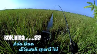 Paling asik mancing nila di sawah - ikan mudah.. pemula pasti bisa