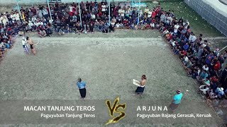 TARUNG PADU PERESEAN - MACAN TANJUNG TEROS VS ARJUNA