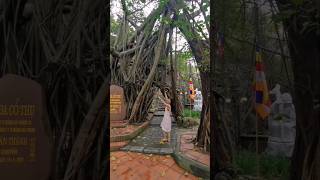 Magical Ancient Banyan Tree ❤️😍 #beautiful #tree #nature #travel #explore #vietnam #fyp #shorts