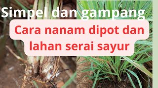 cara pembibitan dan nanam di pot, lahan!!! serai sayur