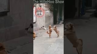 Dog quarrel in the roadside #funny #aniimalsdubbing #comedy #animalfundub #dog