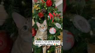 Quando il tuo gatto fa parte degli addobbi natalizi 😻🎄🎅