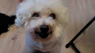 Silly Bichon Frise