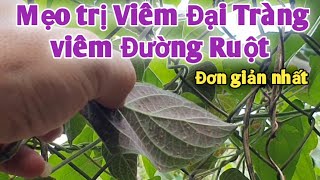 Bài thuốc Kỳ diệu | trị Viêm Đại tràng, lạnh Ngực Ho, đau bụng kinh | Đơn giản nhất | PHAN HẢI