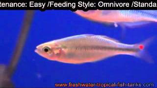 Melanotaenia praecox - Blue Rainbow Fish