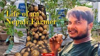 Potato farmer हजुर ले पनि फलाउन सक्नुहुनेछ यसैगरि आलु 👇️