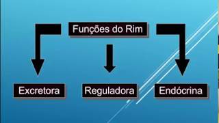 Avaliação laboratorial da função renal - Bioquímica Clínica