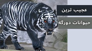 10+3 تا از حیوانات دورگه عجیب جهان-نصفش گورخره نصفش الاق؟؟!!/حیوانات دورگه