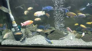 Breeding African Cichlids Tank with relax music 😍😍❤ #cute #2022