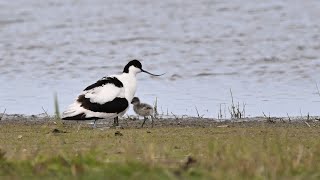 Vögel am Ijsselmeer_ Der Säbelschnäbler