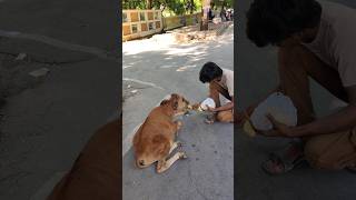 Baby Cow 🐄 3 Days No Food Full Hungry Baby cow 🐄 #cowlovers#cow  #food #baby#trindingvideos #viral