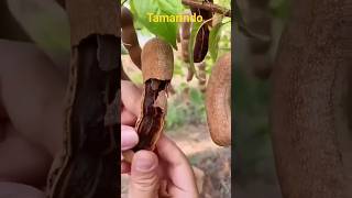 Tamarindo. #shortvideo #remédios #remedionatural