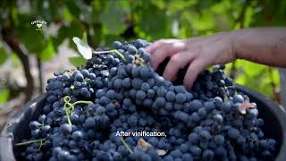 A Journey Through Our Rich Winemaking Heritage and Tradition