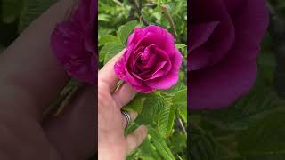 Roses  #roses #garden #stunning  #beautiful #smelltheroses  #satisfying #pink