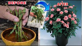 വീട്ടിലുള്ള ഈ ഇല മതി റോസ് തിങ്ങി നിറയാൻ /rose rootting methord /poppy vlogs/malayalam