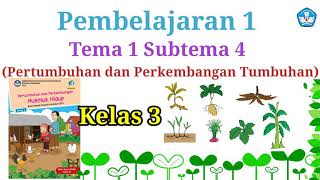 Materi pelajaran kelas 3 Tema 1 Subtema 4//Pertumbuhan dan Perkembangan Tumbuhan //Pembelajaran 1