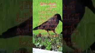 ﴿فَبَعَثَ ٱللَّهُ غُرَابࣰا یَبۡحَثُ فِی ٱلۡأَرۡضِ لِیُرِیَهُۥ كَیۡفَ یُوَ ٰ⁠رِی سَوۡءَةَ أَخِیهِۚ }