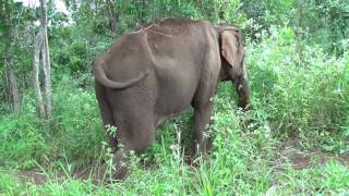 Elephant Riding in Cambodia