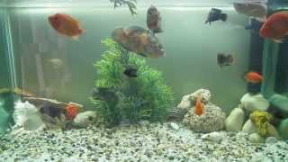 Cichlid tank community tank