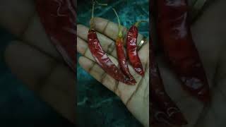 star fruit pickle | জিভে জল আনা স্বাদে টক ঝাল মিষ্টি কামরাঙার আচার | Carambola pickle |