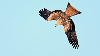 Vögel im Kreis Herford Teil 1_vertonte Bildershow