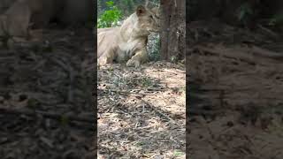 Her Highness #lioness #youtubeshorts #shorts #short #shortsvideo #shortvideo #shortsyoutube #yt