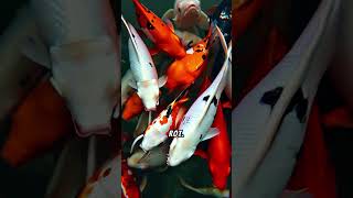 Faszinierende Fakten über Kois# #factsofnature #fische #koi