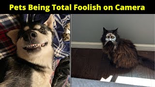 Funny Pets Being Total Foolish and Stupid On Camera || Funny Pets Foolish Photos Caught On Camera