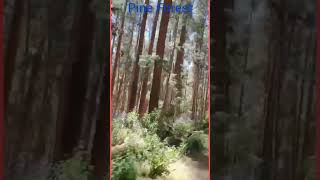 Pine Forest, Kodaikanal. Love nature. #kodaikanal #shortvideo #shorts #viral #forest