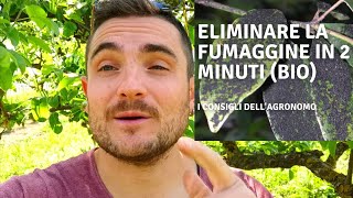 ELIMINARE LA FUMAGGINE IN 2 MINUTI (BIO)