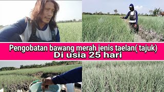 tutorial pengobatan bawang merah jenis tajuk, saat usia 25 hari