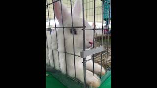 I saw this adorable white rabbit at the 4-H fair! 🐇