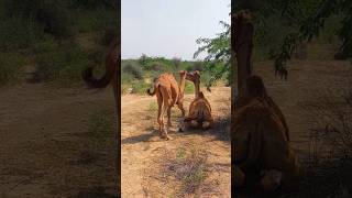 فأخذ الجمل الصغير يبكي، فرفعه الجمل الكبير من هناك#camel #shorts