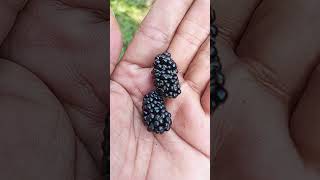 BLACKBERRY MASAK#berkebun #berkebundirumah #pertanian #ngajibareng