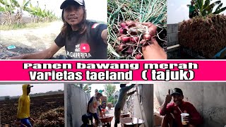 panen bawang merah,varietas thaeland( tajuk)di usia 63 hari