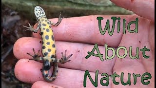 Invisible Frozen Newts Playing Dead - 4K