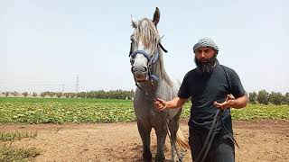 فحص جاهزية الحصان للركوب قبل الشراء