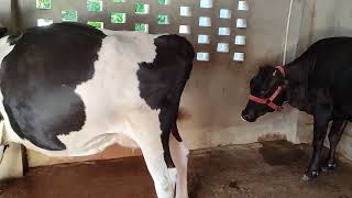 8month 5days pregnant cow from ans endevour 🐂