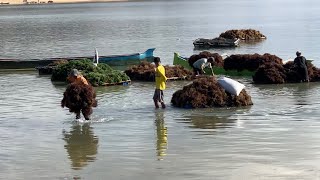 PANEN RUMPUT LAUT DI PANTAI EBUAQ RAMAI SEKALI