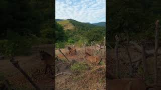 Main Sama Kuda Liar di Kaki Gunung Tambora #SHORTS #BIMA #TAMBORA #GUNUNG