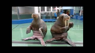 Walrus’s clapping