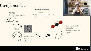 Fermentaciones alcohólicas. Entiende que pasa cuando haces vino o cerveza