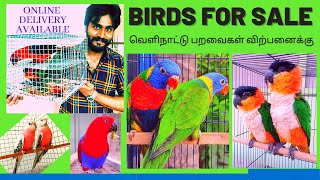 BIRDS FOR SALE  | வெளிநாட்டு பறவைகள் விற்பனைக்கு | EXOTIC BIRDS | PETS