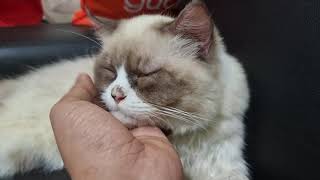 KUCING LUCU BLUE EYES HIMALAYA JANTAN PALING MANJA LO SETIA