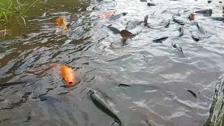 WOWWW ADA IKAN BERKEPALA LELE