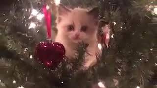 Cat in Christmas tree