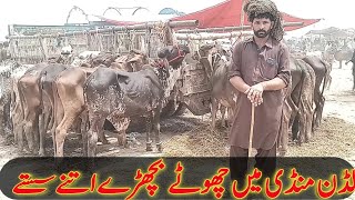 لڈن منڈی میں چھوٹے بچوں کے ریٹ چیک کریں