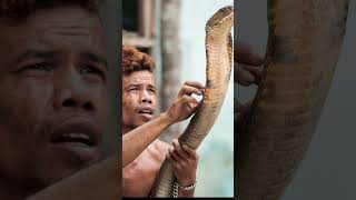 Indonesian snake charmer plays with wild king cobra