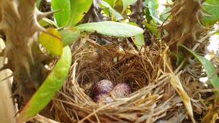 Bulbul birds with nest and babies, all natural