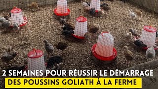 3 facteurs pour réussir le démarrage des poussins